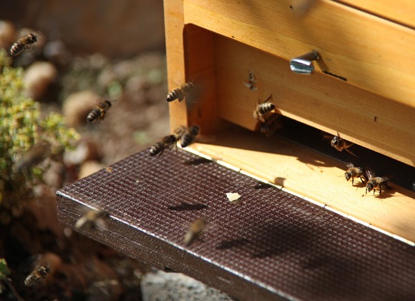 Bienen im Anflug auf das Flugloch