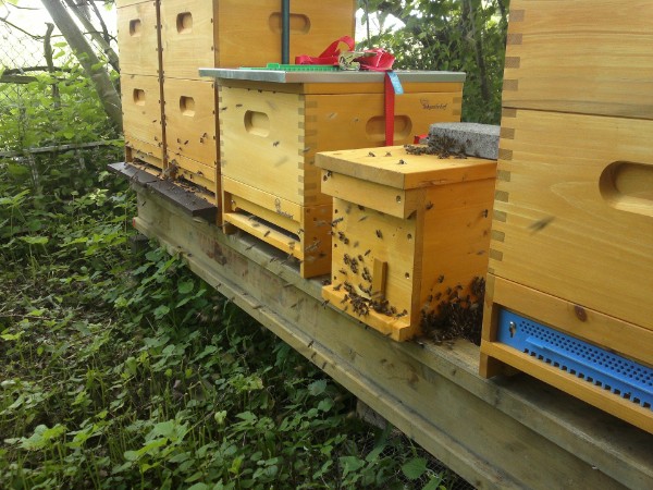 Bunte Bienenbeuten im Garten