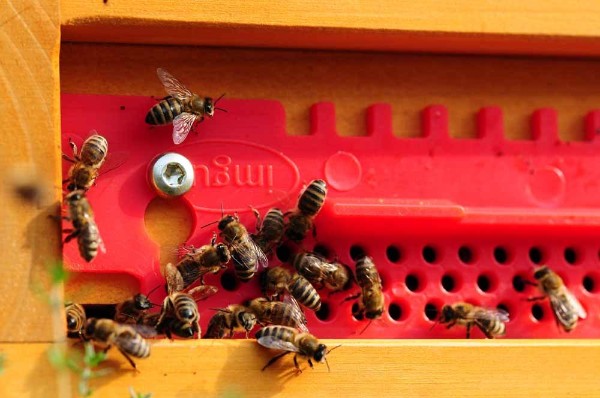 Bienen am roten Fluglochkeil