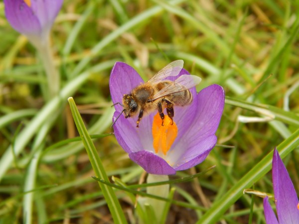 Biene in einer lila Krokusblüte