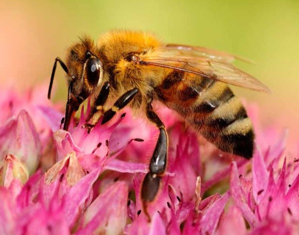 Biene bei der Nahrungssuche auf einer Blüte