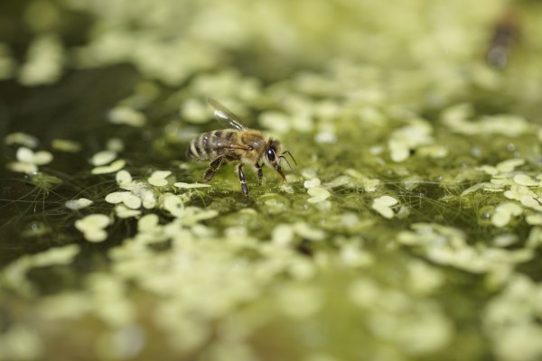 Bienen bei der Wasseraufnahme am Teich